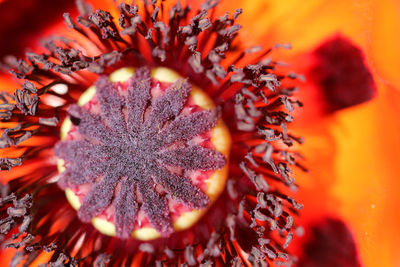 Macro poppy flower