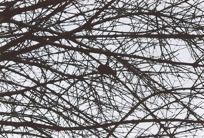 Low angle view of bird perching on bare tree