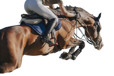 Low section of woman riding horse against white background