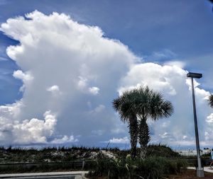 Low angle view of trees against cloudy sky