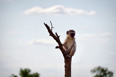 Low angle view of monkey perching on tree against sky