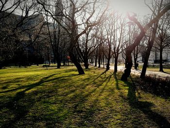 Bare trees on landscape against sky