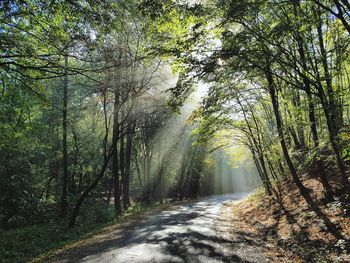 Road amidst trees against sky