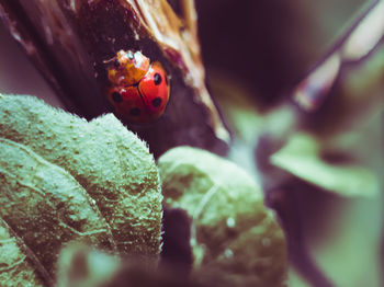 Close-up of ladybug on leaf