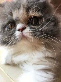 Close-up portrait of a cat