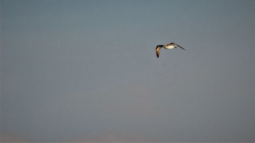 Bird flying against clear sky