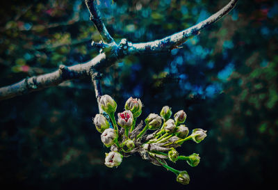 Close-up of cherry blossom on branch