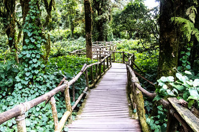 Footbridge amidst trees in forest