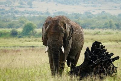 View of elephant on field