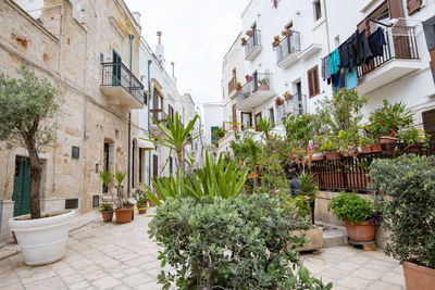 Potted plants by building