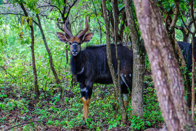 Deer standing in a forest