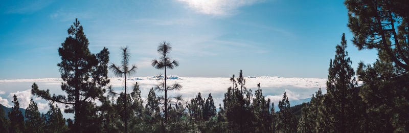 Panoramic view of trees on land against sky