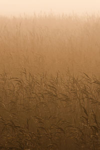 Full frame shot of wheat field