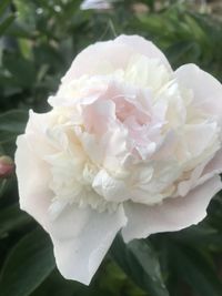 Close-up of white rose