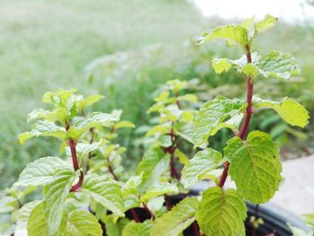 Close-up of flowering plant