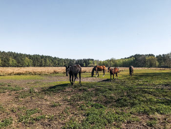 Horses standing on field against clear sky