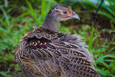 Close-up of a bird on field