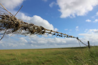 Close-up of grass on field against sky