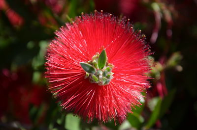 Close-up of red flower