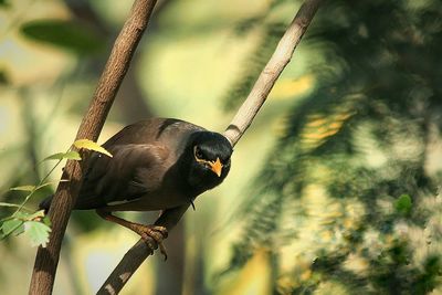 Close-up of bird perching on wall