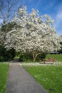 Trees growing in park