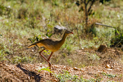 Bird on field