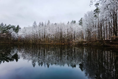 Reflection of trees in lake