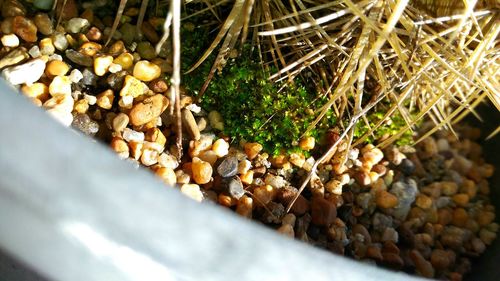 High angle view of pebbles