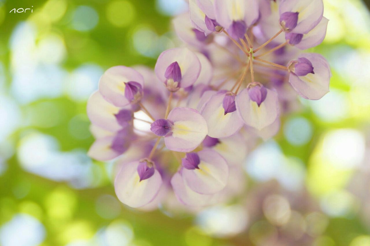 flower, freshness, growth, petal, fragility, beauty in nature, focus on foreground, close-up, flower head, nature, blooming, in bloom, blossom, selective focus, pink color, park - man made space, plant, day, tree, outdoors