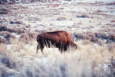 Horse grazing on field during winter