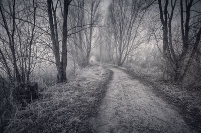 Empty road amidst bare trees