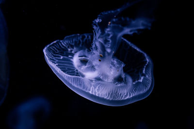 jellyfish