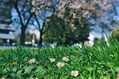 Close-up of flowering plants on field