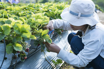 Rear view of farmer working in greenhouse