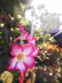 Close-up of pink flowers on tree