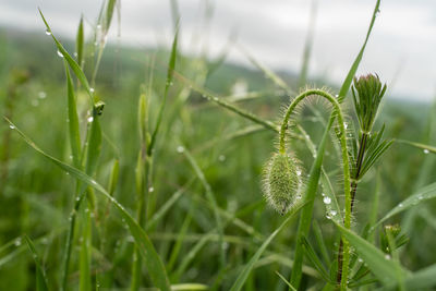 Close-up of wet grass on field