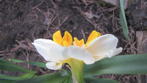 Close-up of white flower