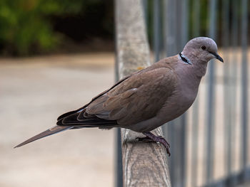 Close-up of bird perching on wooden post