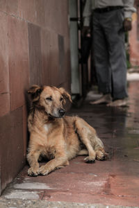 Dog sleeping on footpath