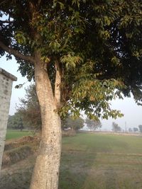 Trees on field against sky