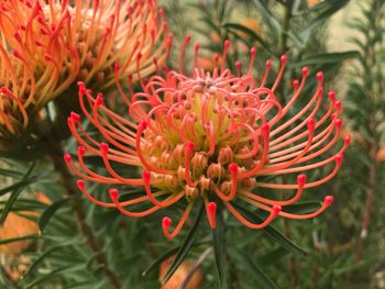 Close-up of red flower blooming outdoors