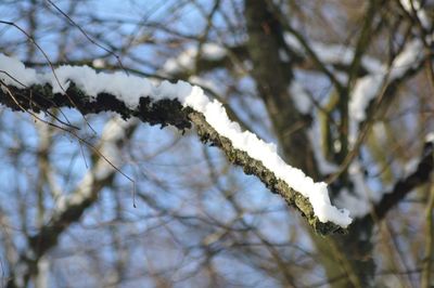 Low angle view of snow on tree against sky