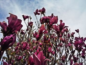 Low angle view of pink flowering plant against sky