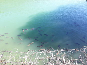 View of fishes swimming in sea
