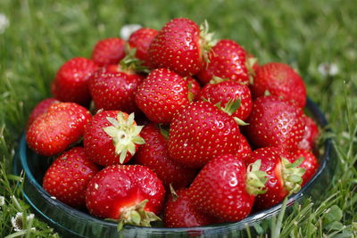 High angle view of strawberries