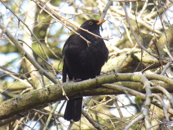 Low angle view of bird perching on branch