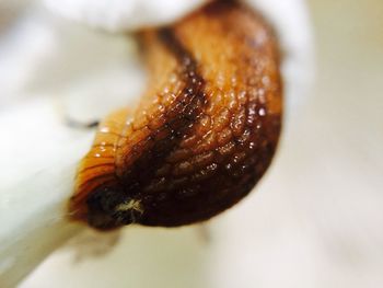 Macro shot of insect on leaf