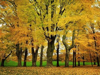 Trees in forest during autumn