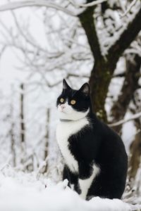 Black cat in snow