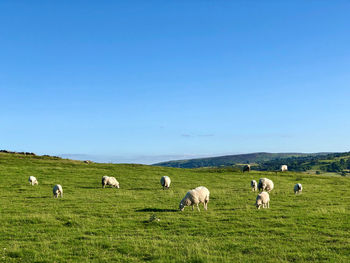 Sheep grazing in a field